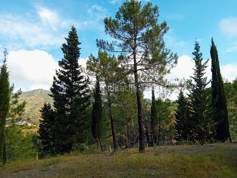 Foto b8147d1d-62f6-454a-8962-96a2ec8a860e. Fondo rustico in Monda