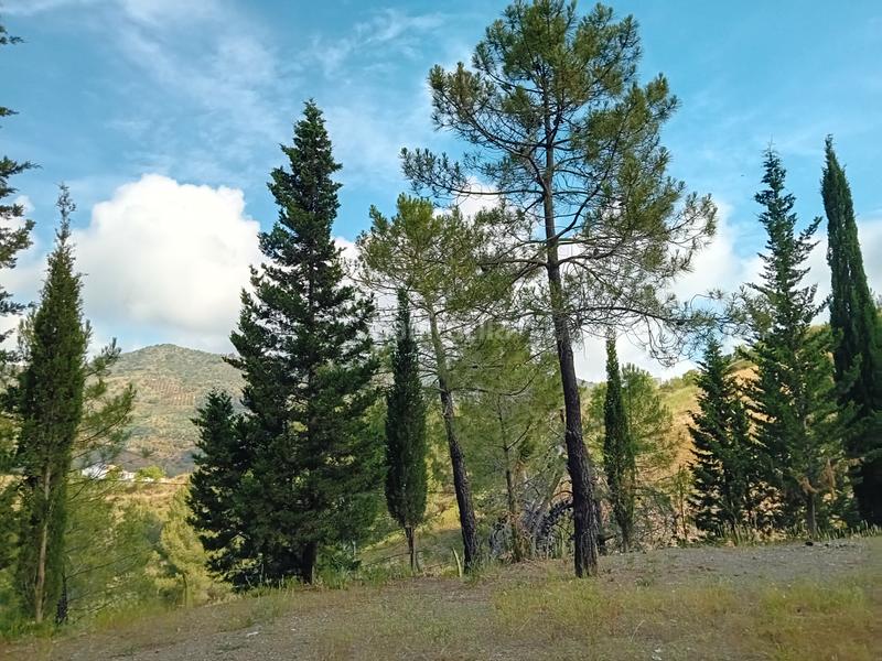 Foto fe750b24-4f3e-48e6-93b2-7f514a3e5414. Fondo rustico in Monda