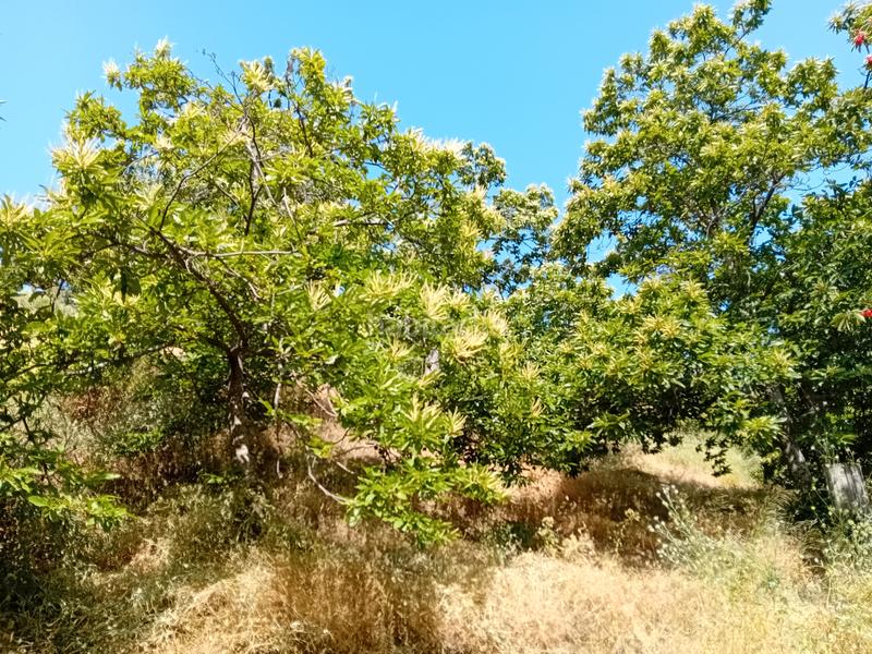 Foto 0031a3dc-669b-4c45-98f8-d49c6df2f6c0. Landgut in Yunquera