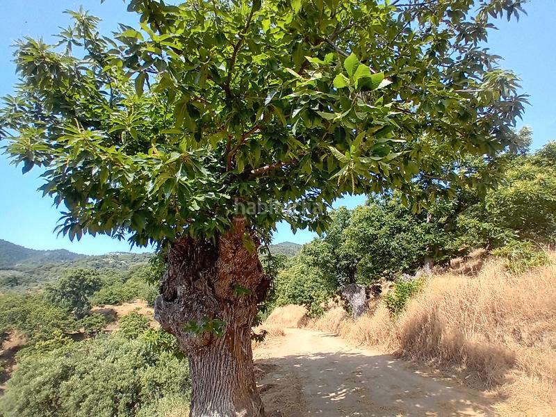 Foto 0b70cec4-afed-47fa-a49b-84022544542c. Landgut in Yunquera