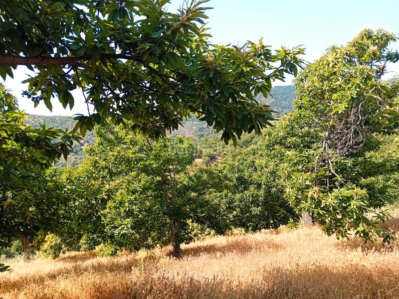 Foto 2264ec9e-50ed-4408-bde9-5dacb30982f0. Landgut in Yunquera