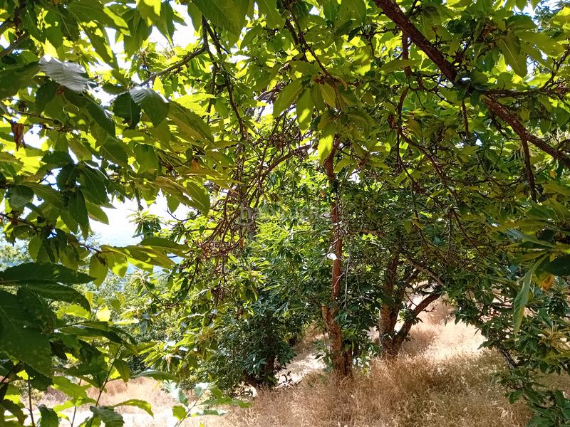 Foto 2ea1d2df-a5b2-4699-ba5b-219d21b03eaf. Landgut in Yunquera