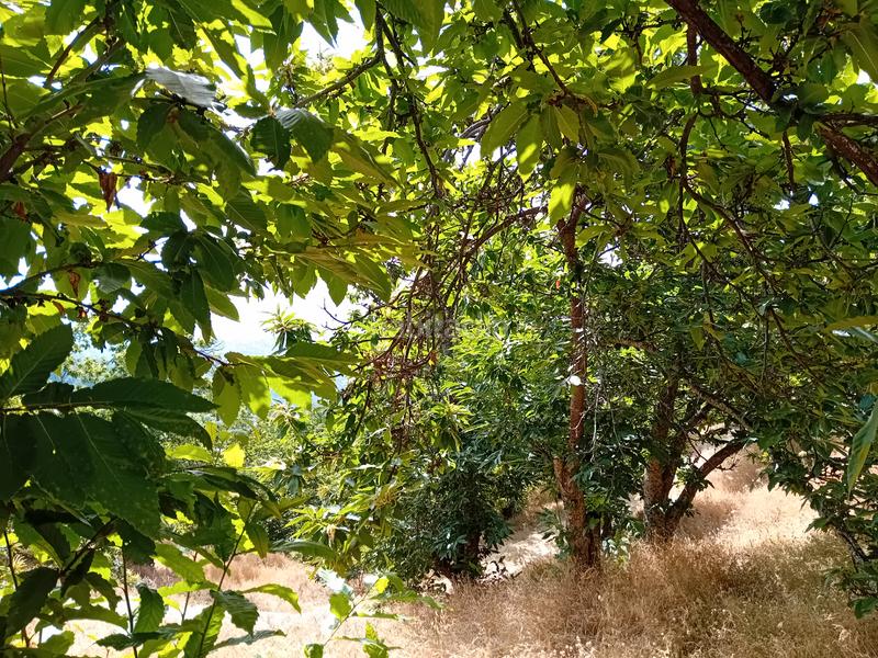 Foto 4d4a674b-de8d-4efa-8075-09ae55f9bb4a. Landgut in Yunquera