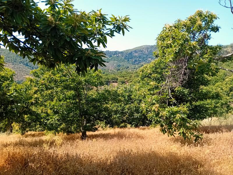 Foto b18fc8d3-3bf0-46ea-b4f8-75113cd6e597. Landgut in Yunquera