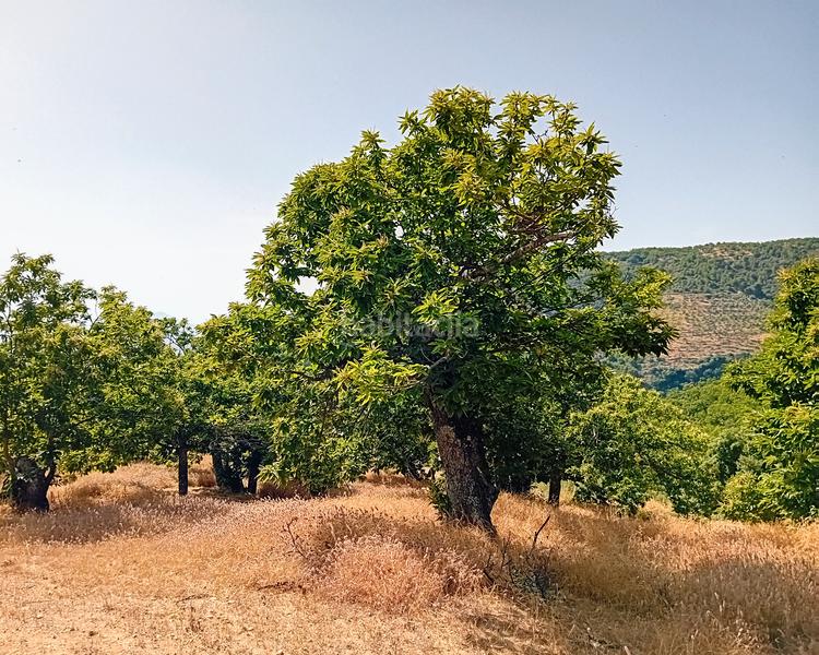 Foto e1d801f3-4589-418b-8bda-a44521bd065b. Landgut in Yunquera