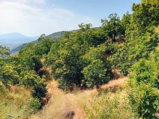 Finca rústica a Yunquera. ¡oportunidad única! se vende bosque de castaños en yunquera