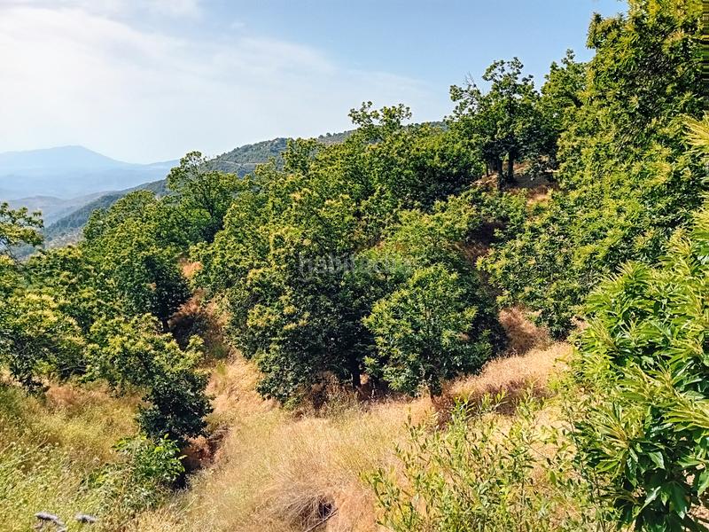 Foto e30dbf0a-4e8c-4e13-8bd2-8c03f1ab1fff. Landgut in Yunquera