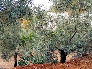 Propriété à Yunquera. Oportunidad en yunquera: finca de 3.915 m² con olivar en producc