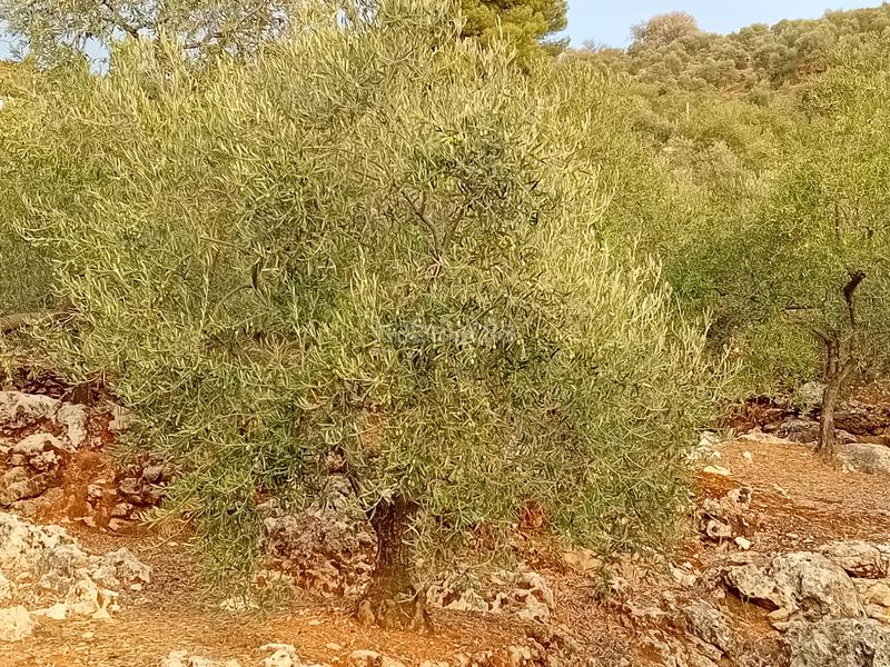 Foto 314c2022-ceae-469c-a0c0-95160f5b62bd. Finca rústica a Yunquera