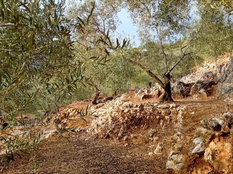 Foto 4e066f6e-84d3-409a-9b02-f7df4da86b8c. Finca rústica a Yunquera