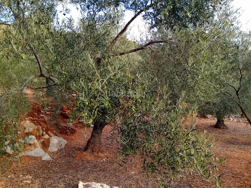 Foto 5ef25b8c-9d7f-4a8d-bdaa-9f38dd33a9b2. Finca rústica a Yunquera