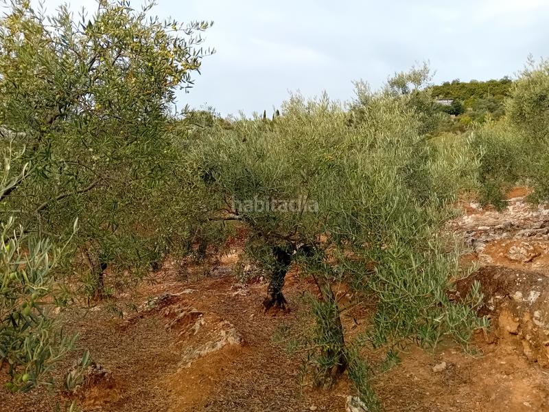 Foto 6409f2f2-0b15-41ef-8b41-b87ec9c36db6. Finca rústica a Yunquera