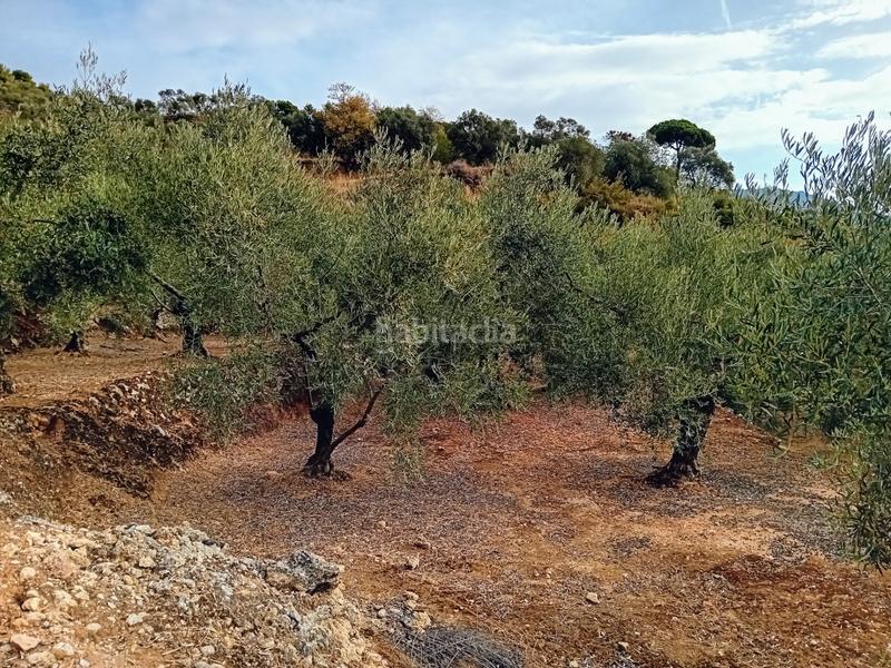 Foto 6f752867-cf54-4ddd-9cb5-cf75405e66f3. Finca rústica a Yunquera