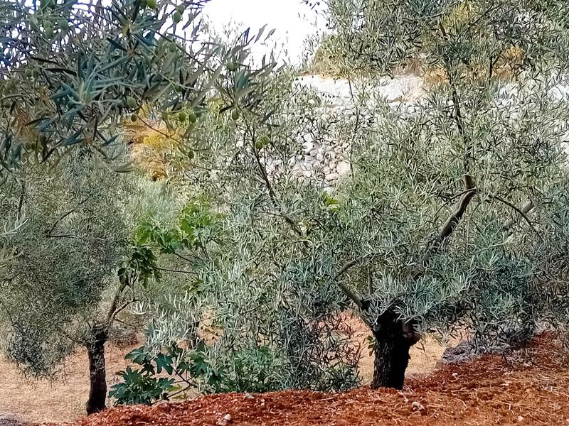 Foto 734521b0-5a85-41a2-9919-b5ad7c5d7908. Finca rústica a Yunquera