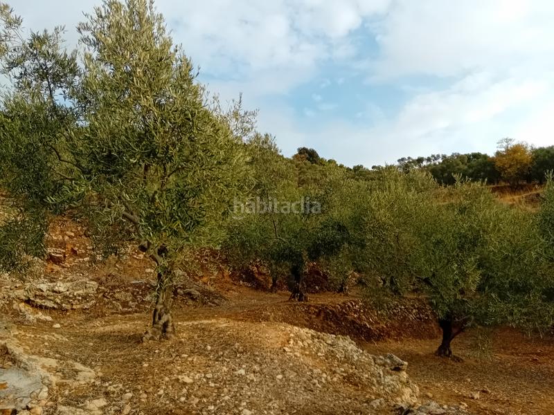 Foto 7fe717ef-e89f-45b4-8649-dc1604e38ea1. Finca rústica a Yunquera