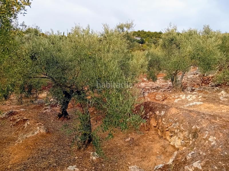 Foto 911e4f13-0a45-412b-99cf-3667bbbbb9d7. Finca rústica a Yunquera