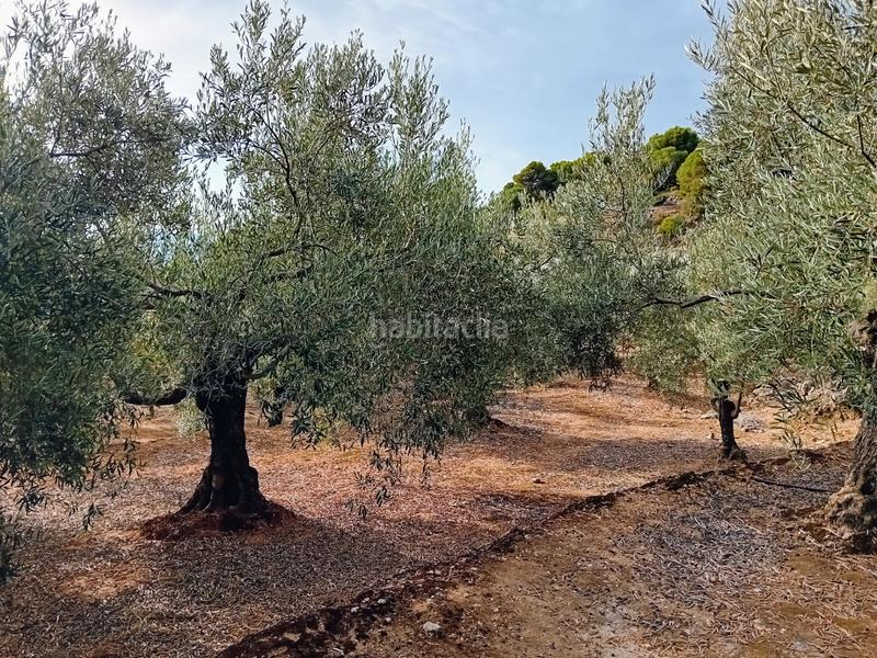 Foto b8b310d7-46ee-426a-be8e-f09f154684b2. Finca rústica a Yunquera