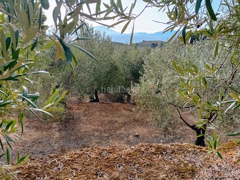 Foto c57b0889-ae1c-4a78-b734-f45662350d2a. Finca rústica a Yunquera