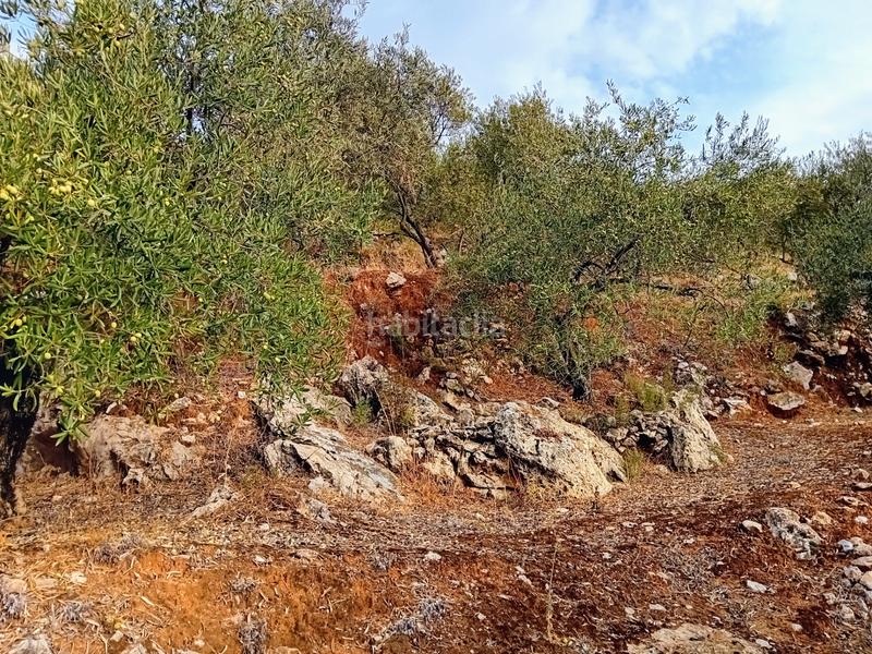 Foto ec5deccd-d4c6-4f37-8956-57c51f58b939. Finca rústica a Yunquera