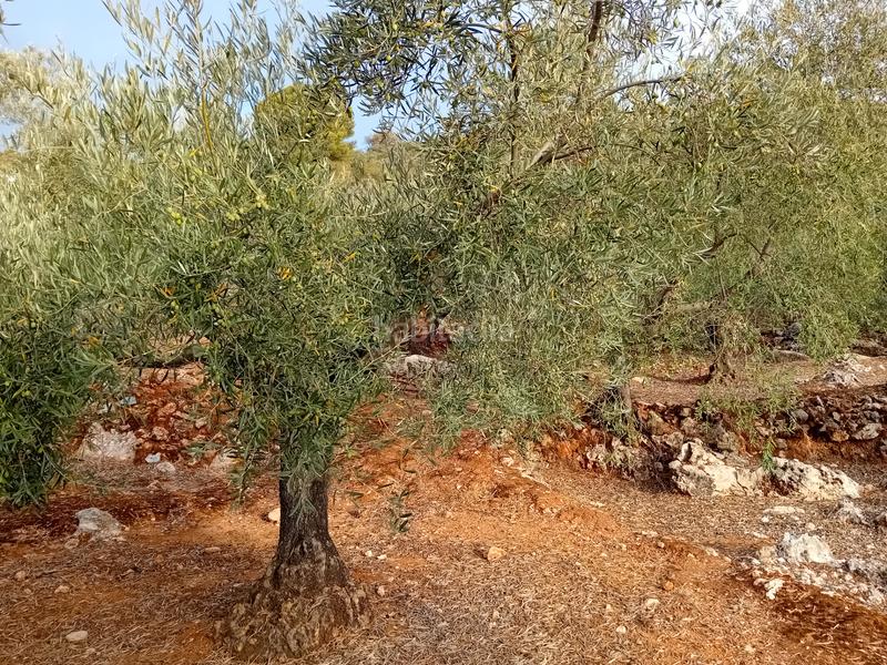 Foto f9685e6a-83d2-48e9-b2bc-b018328420a0. Finca rústica a Yunquera