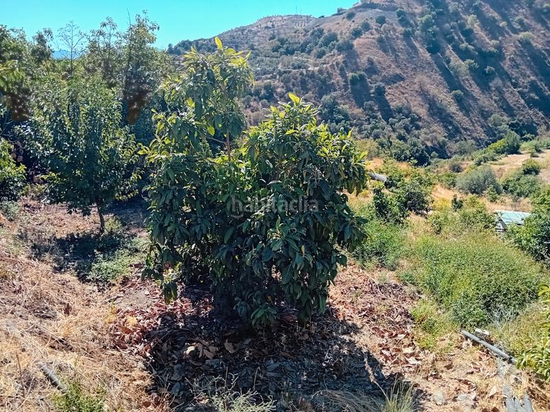 Foto bc67246f-4b7a-4d6e-bdb5-4a519a40cddb. Fondo rustico in Yunquera