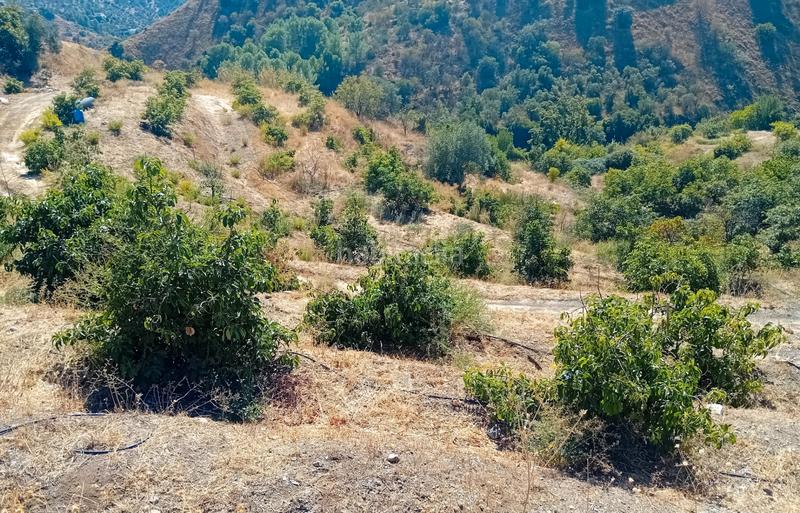 Foto c891a263-b062-4f50-bf51-38709c596410. Fondo rustico in Yunquera