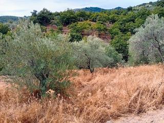 Finca rústica en Yunquera. Terreno rústico en yunquera – 6.307 m² con olivos y castaños