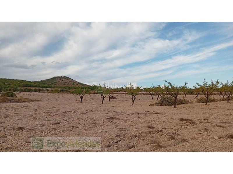 Foto b7d4ddef-96d5-4fe2-bcb6-8c862cf6c66a. Rural plot in Yecla