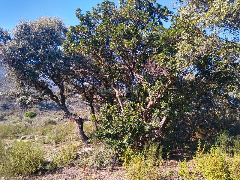 Foto 6c1e00e5-c393-4b5a-b129-387b92341cf5. Finca rústica a Cadalso de los Vidrios