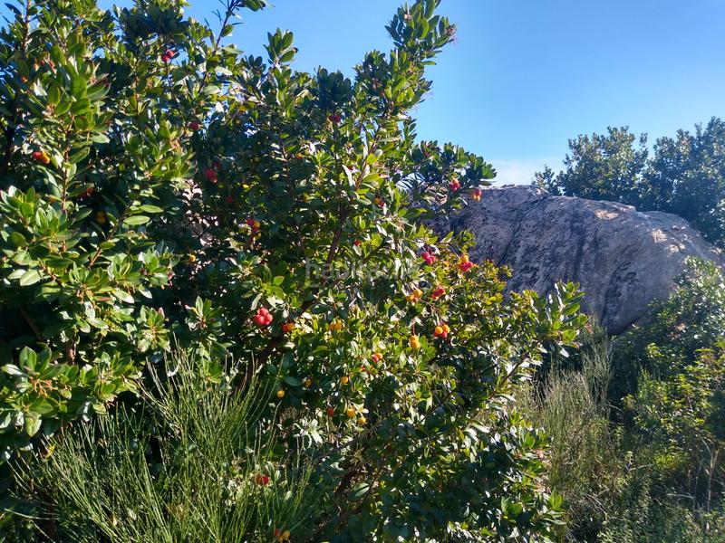 Foto 74c77e4c-b80b-4cca-a030-6add552784e1. Finca rústica a Cadalso de los Vidrios