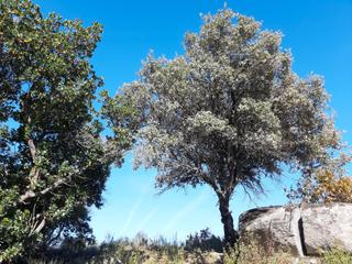 Fondo rustico in Cadalso de los Vidrios. Se vende estupenda finca rústica en cadalso de los vidrios