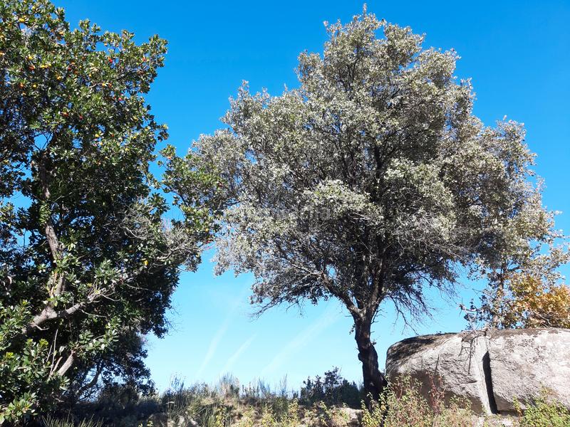 Foto a6b2ebec-a1cb-4b5d-8939-f0361604ba6c. Finca rústica a Cadalso de los Vidrios