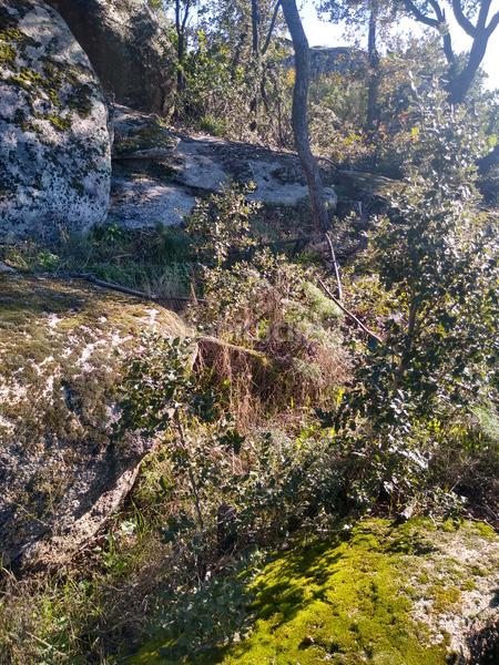 Foto badb93ff-d6d6-4c8d-b82a-04c67de2060c. Finca rústica a Cadalso de los Vidrios