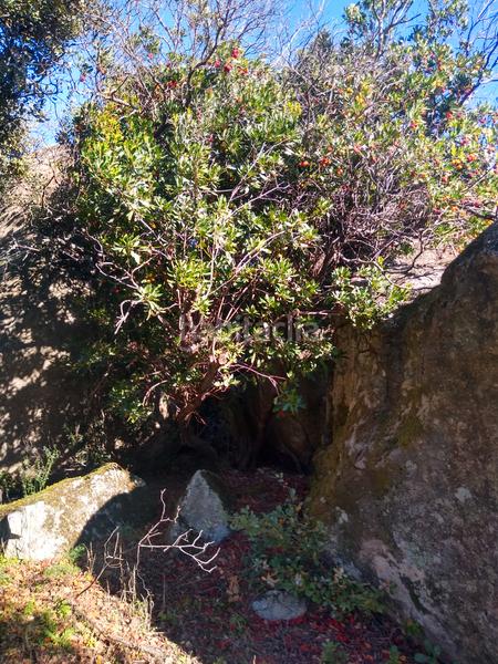 Foto da4911bb-62ef-491d-80f5-f288aa649df5. Finca rústica a Cadalso de los Vidrios