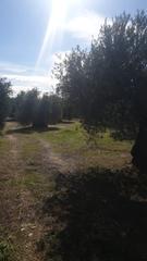Fondo rustico  M-507. Se vende finca rústica cerca del casco urbano, cadalso de los vi