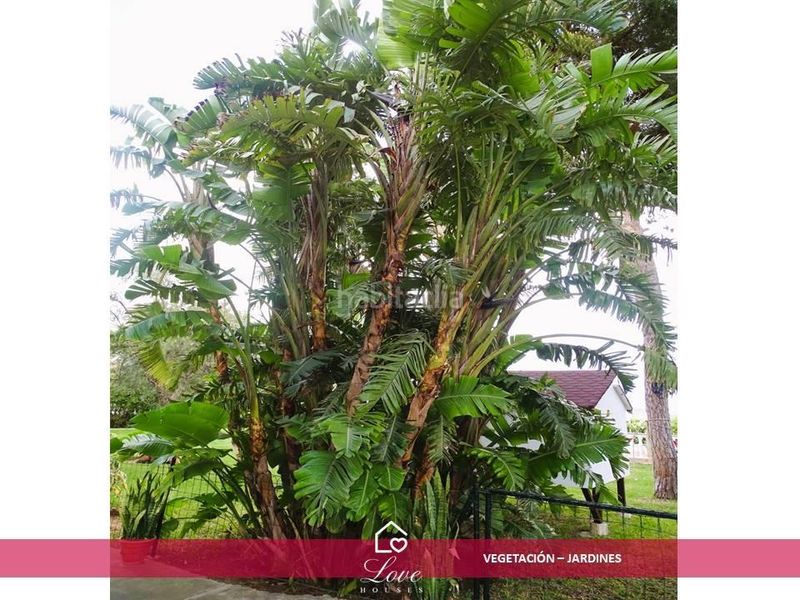 Foto 52b154e0-bd05-4334-83ea-9728b7b57f20. Xalet amb calefacció piscina a Las Lagunas - Campano Chiclana de la Frontera