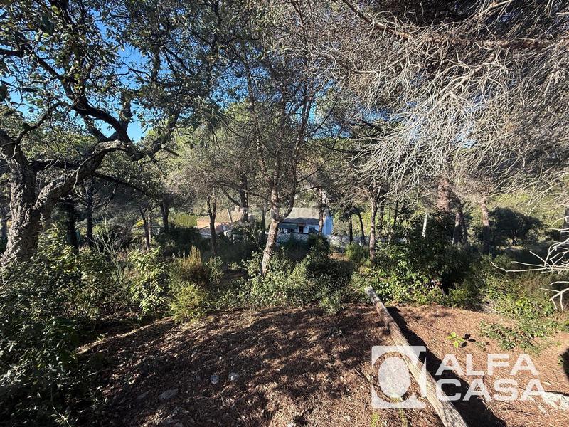 Foto b3f4ee35-4f64-44fe-979c-a0579d987b32. Finca rústica terreno en venta , els pinars en Lloret Verd - Els Pinars Lloret de Mar