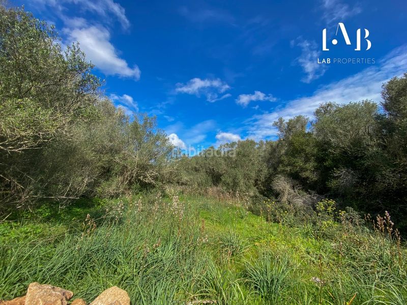 Foto 4439503c-14ae-49f6-89b3-c8759f671614. Terreny residencial a Algaida