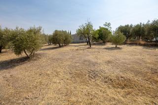 Masia  Calle de moraleda a cómpeta 22. Encanto rústico con casita y olivos en moraleja de zafayona