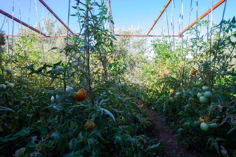 Foto 0b3ea58e-4609-4f18-b4cc-a5405727464a. Masía en diseminado 53 finca rústica casa en venta en jaen andalucia alto rendimiento y rentabilidad en Beas de Segura