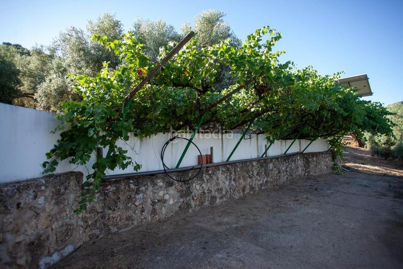 Foto ce6fa3c3-c66f-4bc6-a6f9-09f21e473c92. Masía en diseminado 53 finca rústica casa en venta en jaen andalucia alto rendimiento y rentabilidad en Beas de Segura