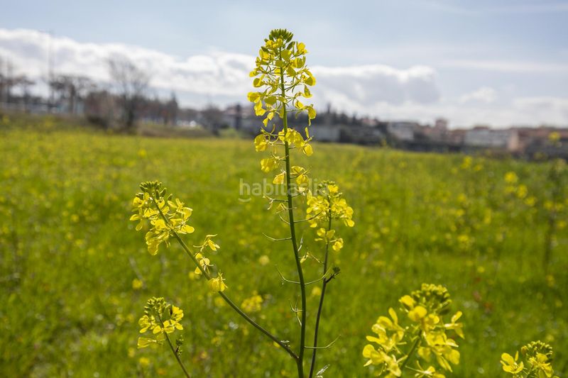 Foto 6ff431fe-c914-45eb-ba5c-da467940fb7f. Finca rústica a 18200 a Maracena