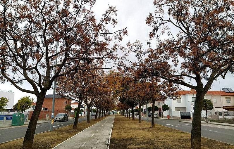 Foto ec1a067b-4eb1-4de6-909d-f732e09d8276. Wohngrundstück in Centro Utrera