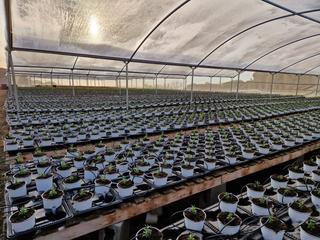 Terrain résidentiel à Urbanitzacions. Plantación en venta en sant cebriá de vallalta
