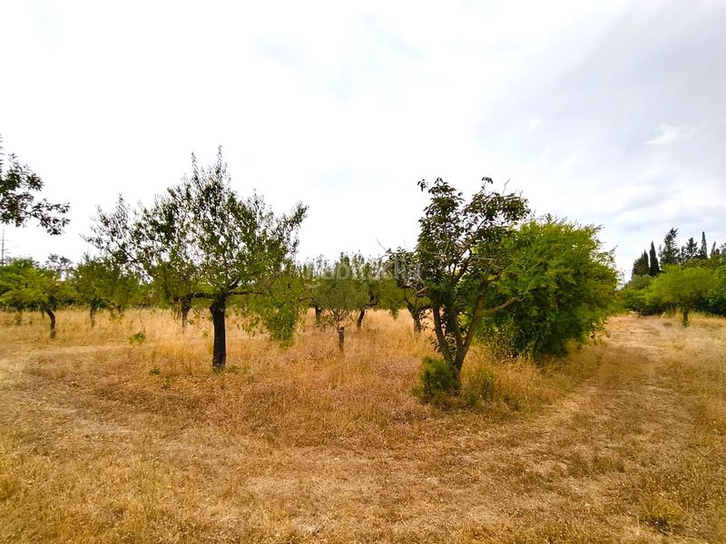 Foto 084063ed-17c6-4c58-9426-43bd552e662e. Finca rústica a Valls