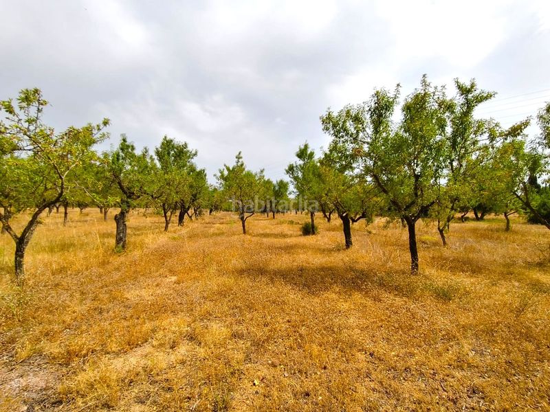 Foto c559aebe-a3ab-4af5-95a9-e762fbe22f5a. Finca rústica a Valls