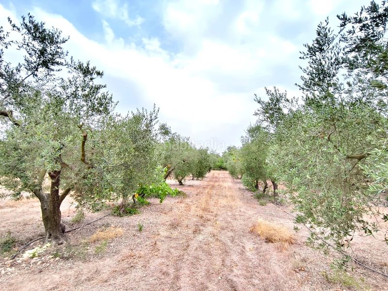 Foto cdef2f91-fa37-435e-8b46-f316a4165b46. Finca rústica a Valls