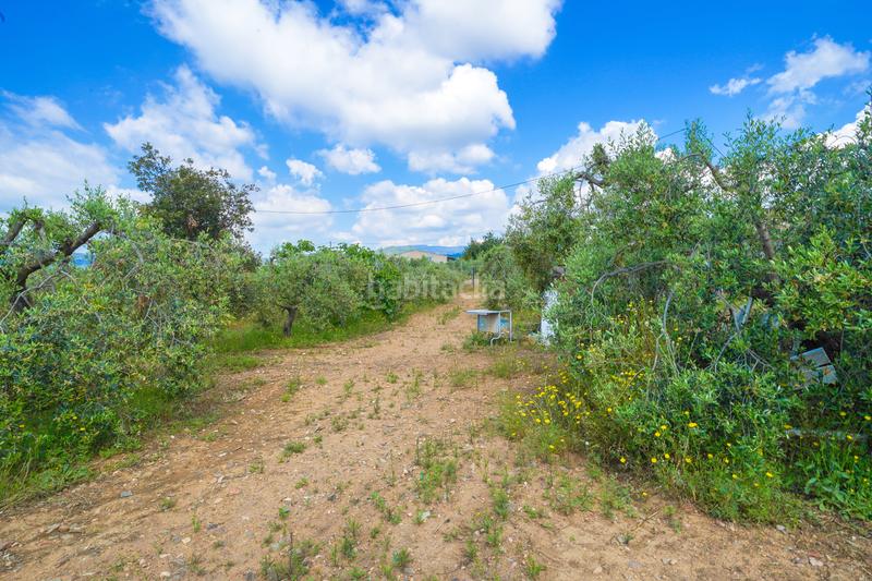 Foto 6df23ca9-1d9e-4125-aae4-cbe00b5dd7ec. Masía finca rústica en maspujols en Riudoms