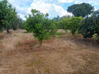 Residential Plot in El Higuerón