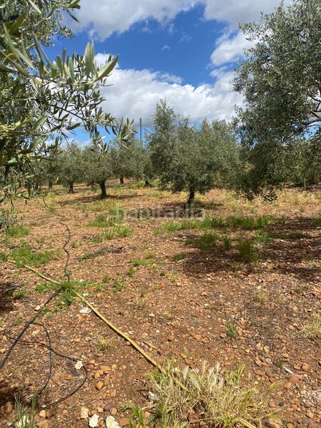 Foto a9aadedd-4ab5-4fad-86ca-743c4f93e376. Xalet a Carlota (La)